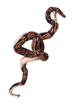 Ball Python on White