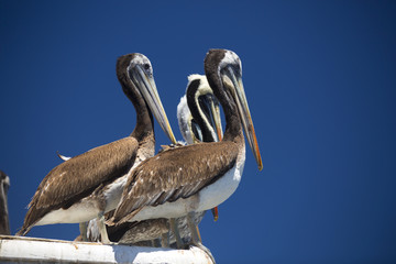 pelican .
