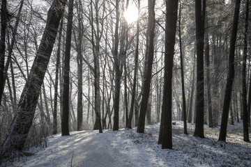 Obraz premium Picturesque scenery of winter.