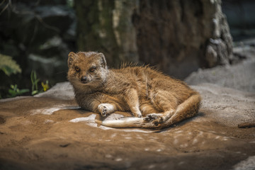 Naklejka premium Yellow mongoose warming up under the sun, closeup