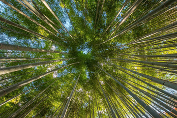 Fototapeta na wymiar An Image of Bamboo Forest