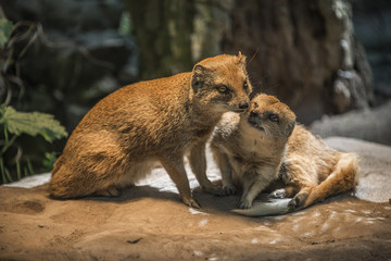 Yellow mongoose warming up under the sun, closeup