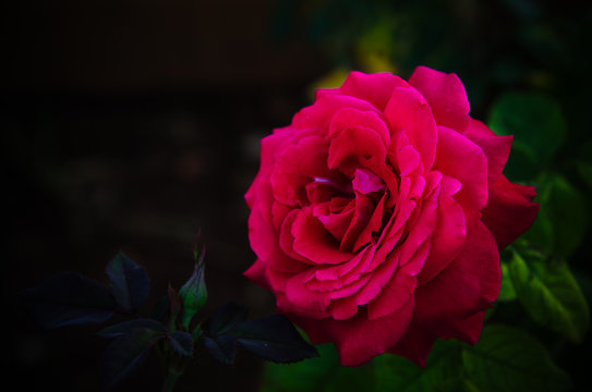 rose in garden , color filtter tone process