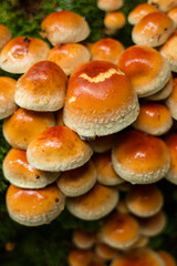 Mushrooms in the forest