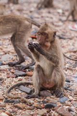 Monkey. Crab-eating macaque. Asia Thailand