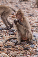 Monkey. Crab-eating macaque. Asia Thailand