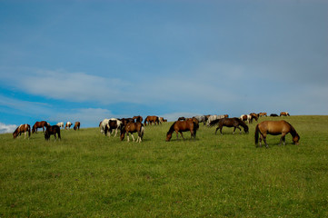 Pasące się na łące konie ,Izby ,Krynica-Zdrój Muszyna Zdrój, Poprad, małopolska,Plska © Adam Olszowski