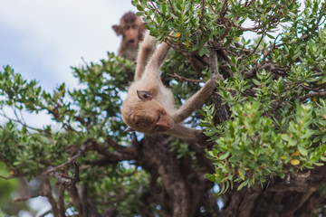 Monkey. Crab-eating macaque. Asia Thailand