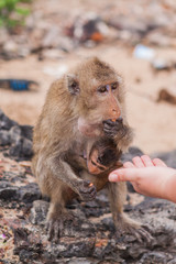 Monkey. Crab-eating macaque. Asia Thailand