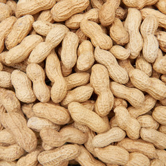 Shelled peanuts (Arachis hypogaea)