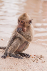 Monkey. Crab-eating macaque. Asia Thailand
