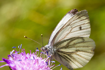 Green-veined White (Pieris napi) in summer on a purple flower with a green background