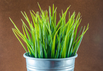 decorative green grass - 99442062