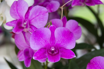 Naklejka na ściany i meble Fresh orchid flower