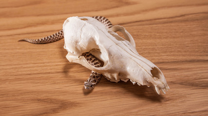 Heterodon nasicus, Western hog-nosed snake with fox skull on wooden background