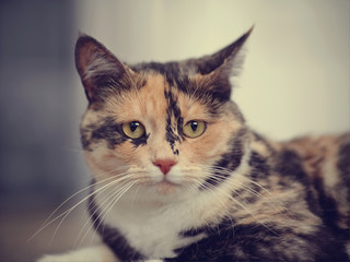 Portrait of a multi-colored cat.