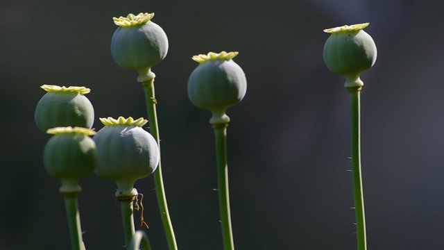 Close-up of poppy blurred background.