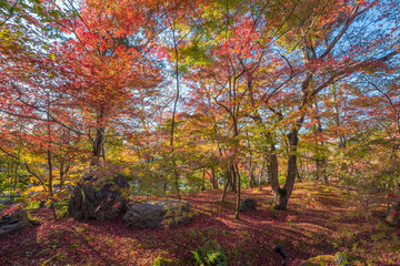 Obraz premium Autumn foliage at Eikando Temple