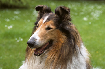 Chien, race Collier à poil long , Berger d'Ecosse