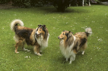 Chien, race Collier à poil long , Berger d'Ecosse