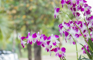 Fresh orchid flower