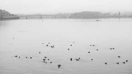 Ducks' group on Kawaguchiko lake