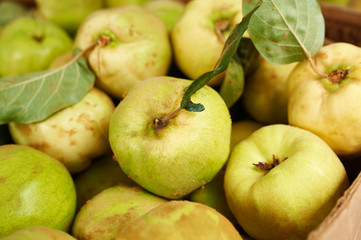 Large ripe quinces with green leaves