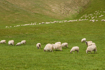 Obraz premium Flock of sheep grazing in prairie