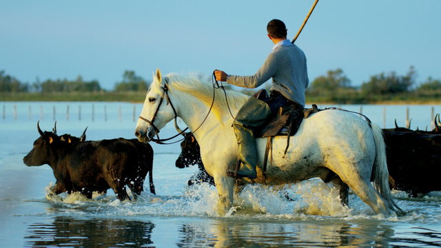 Cowboy bull running water Camargue horse freedom 