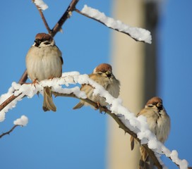 Sparrow (Passer montanus)