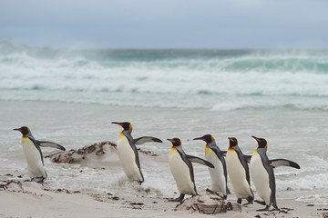 Group of King Penguins (Aptenodytes patagonicus) come ashore after a short dip in a stormy South Atlantic at Volunteer Point in the Falkland Islands.