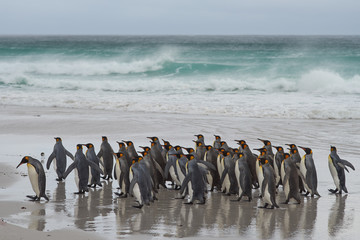 Obraz premium Large group of King Penguins (Aptenodytes patagonicus) heading towards a stormy South Atlantic at Volunteer Point in the Falkland Islands.