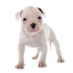 Obraz premium puppy american bulldog