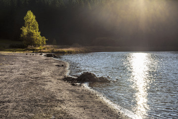 Sunrise through forest at the lake