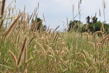 The weed field 