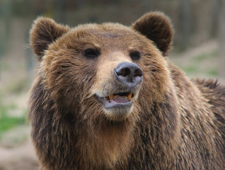 Fototapeta na wymiar brown bear portrait