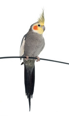Fototapeta premium adult gray Cockatiel