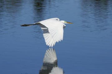 Great egret flying low above water