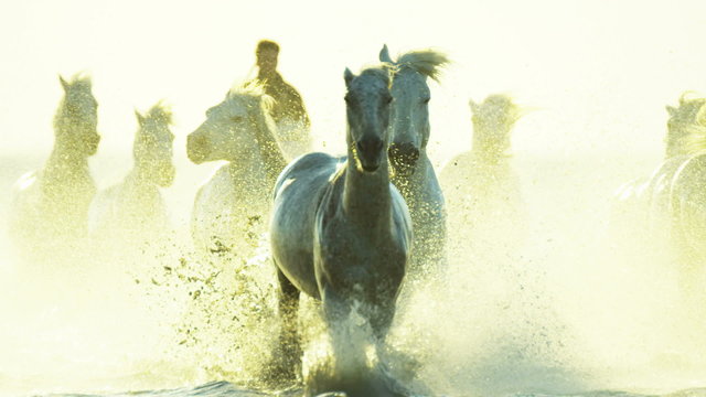 France Camargue animal horse wildlife running sunrise cowboy 
