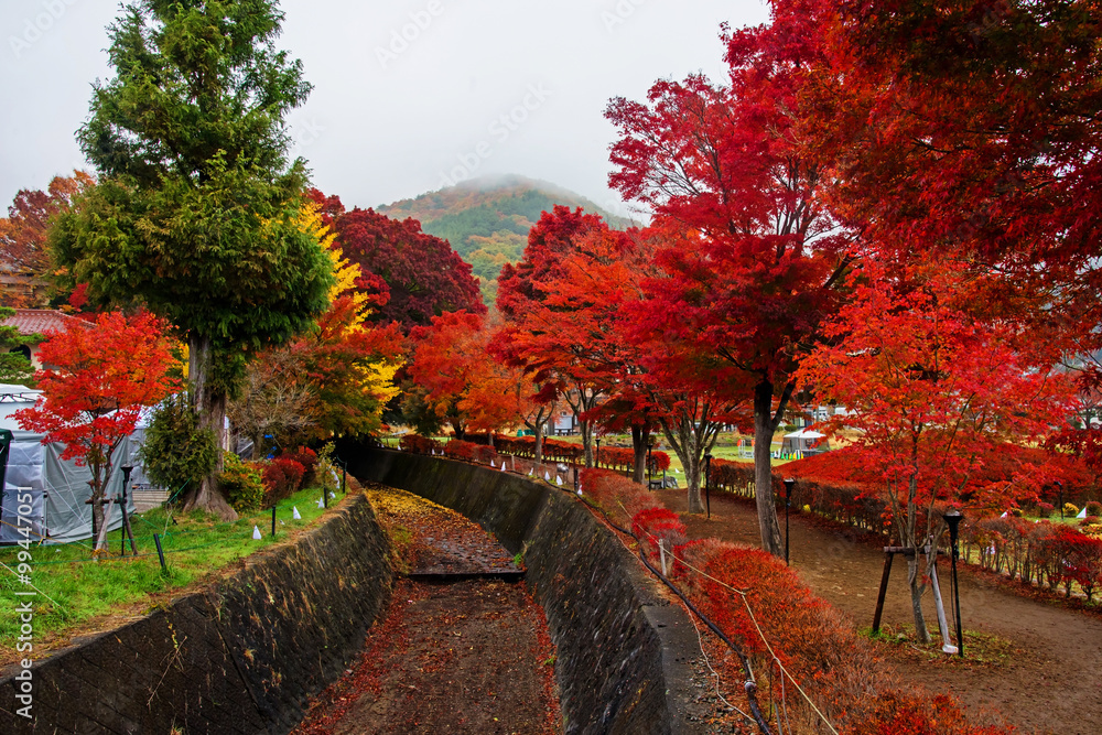 Wall mural maple corridor at autumn in kawaguchiko