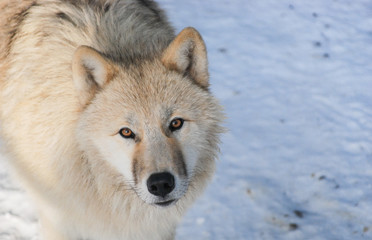 arctic wolf portrait
