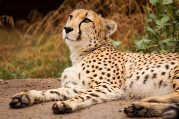 Cheeta resting in a shade