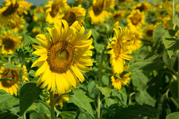 Fototapeta premium Sunflower