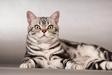 Fototapeta na wymiar Purebred american shorthaired cat portrait