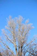 Дерево на фоне голубого неба