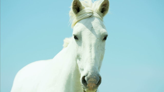 France Camargue animal horses wild freedom white livestock