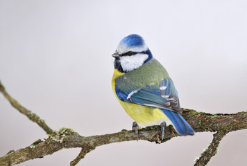 Blue tit