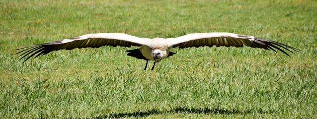 Close up of large brown Cape vulture