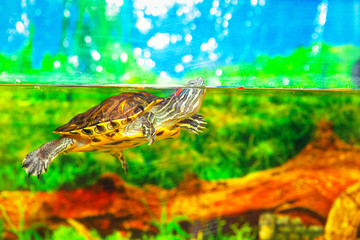 underwater turtle in an aquarium