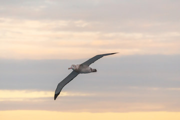 Fototapeta na wymiar Wandering Albatross